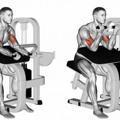 Бицепс машина Evolve Biceps Curl EC-006