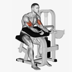 Бицепс машина Evolve Biceps Curl EC-006