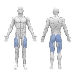 Глутеус машина Evolve Glute Trainer EC-032