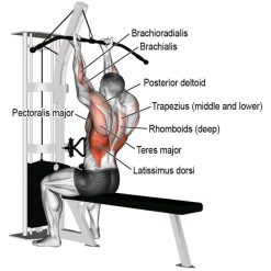 Машина за гръб Evolve Lat Pull Down EC-011