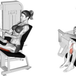 ЗАДНО БЕДРО EVOLVE Leg Curl PR-206